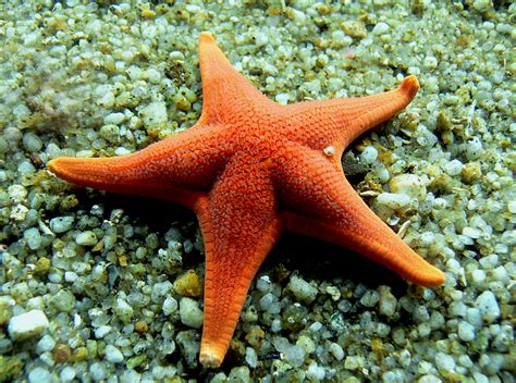 Free Images : orange, fish, fauna, starfish, coral reef, invertebrate