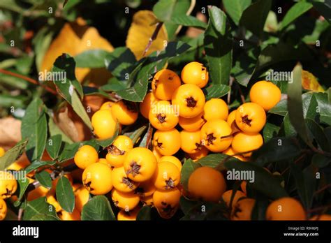 Macro Orange Glow Berries Hi Res Stock Photography And Images Alamy