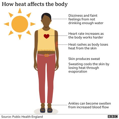 Heatwaves What Do They Do To The Body And Who Is At Risk Bbc News