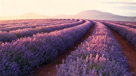 Lavender Fields Wallpaper 4k Lavender Flowers Sunrise