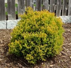 Monrovia's waldbrunn dwarf blue spruce details and information. Pusch Dwarf Norway Spruce - Cutest conifer ever!