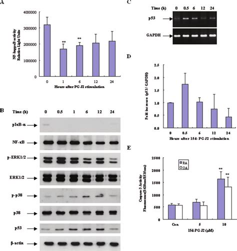 signaling pathways involved in chondrocyte apoptosis induced by 15d pg download scientific