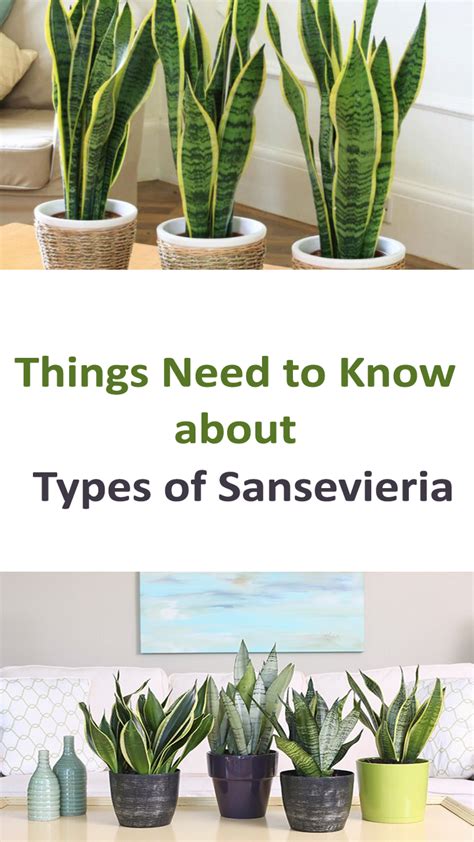 Snake plants (sansevieria) are easy to grow and very tolerant by nature. Types of Sansevieria - Things You Need to Know ...