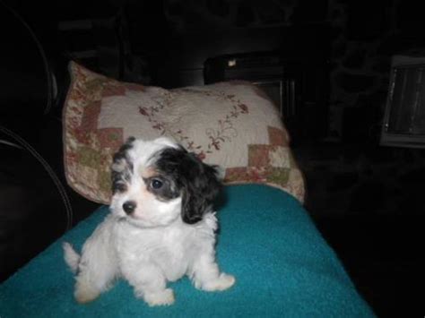 Schnoodle pups for sale, soooo adorable. Adorable Maltalier (Cavalier King Charles/Maltese) Puppies ...