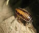 Pictures of Cockroach Young