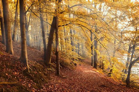 Free Image on Pixabay - Autumn Forest, Forest, Fall Foliage in 2020 ...