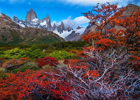 Fall Mountain Forest Patagonia Trees Snowy Peak Argentina Nature