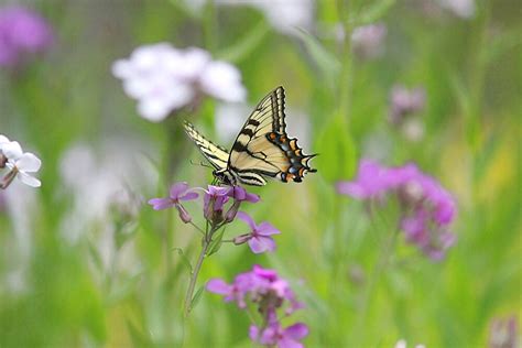 Eastern Tiger Swallowtail By Linda Crockett Redbubble