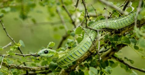 Green Mamba Vs King Cobra What Are The Differences Az Animals