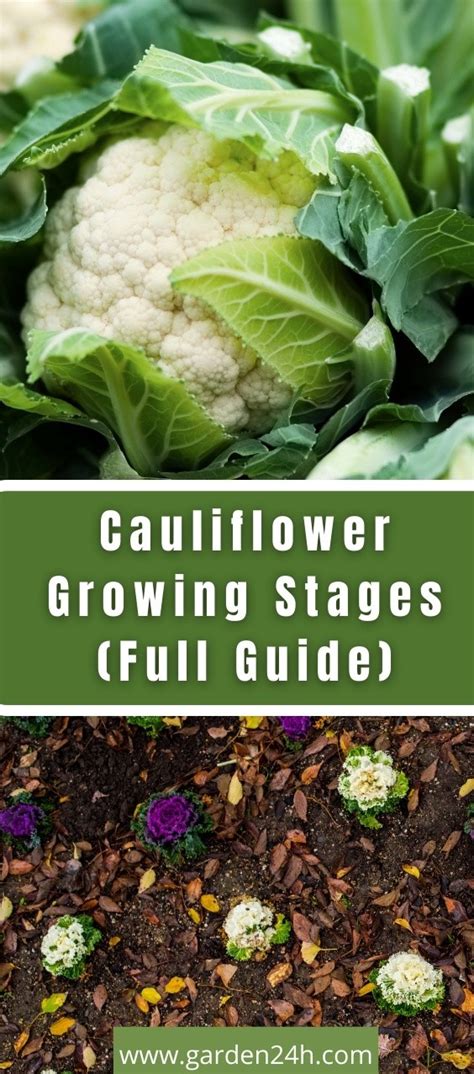 Cauliflower Growing Stages Full Guide Garden 24h