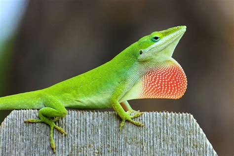 Green Anole Matbio Reptiles And Amphibians Matanzas Biodiversity