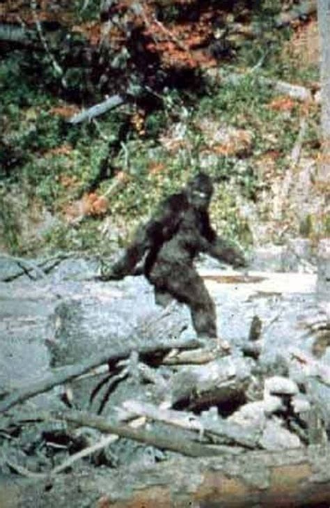 Declassified Bigfoot Fbi Documents Reveal Nature Of The Beast News