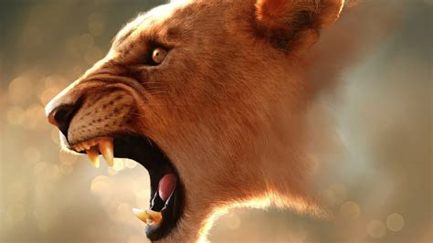 Angry Lioness Desktop Wallpaper 07533 Baltana