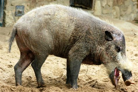 Bornean Bearded Pig Berlin Zoo 7th September 2011 Zoochat