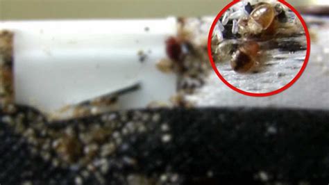 About Bed Bugs Severely Infesting A Box Spring Youtube