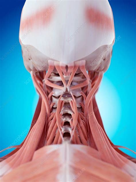 Back Of Neck Anatomy Bones Neck Anatomy Bones And Cartilage Step