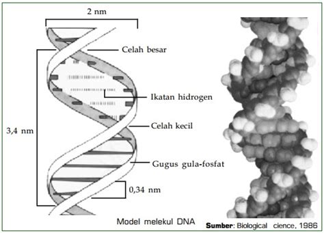 Struktur DNA Fungsi DNA Replikasi DNA Dan Sifat DNA Gambar DNA