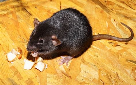 What Do Pet Rats Eat A Guide To A Healthy Diet For Your Rats Animallama