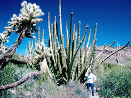 Soon the how to propagate cactus or how do i start new plants question gets asked. WORLD MISTERY: Amazing deserts