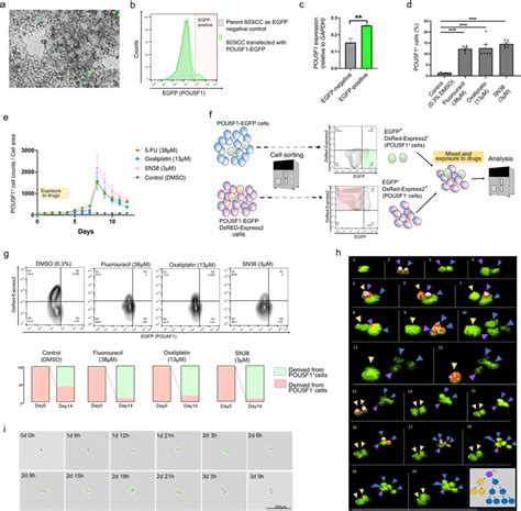 Pou5f1 Positive Cells Were Resistant To Treatment And Caused Tumor Download Scientific Diagram