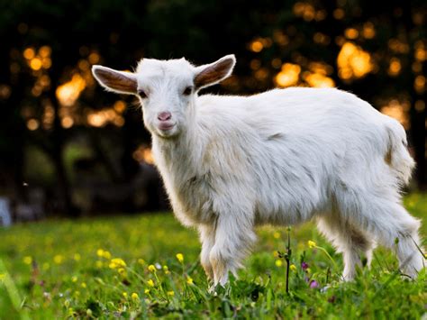 10 Best Farm Animals For Self Sufficiency You Need To Raise