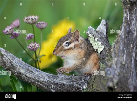 Black Chipmunk Hi Res Stock Photography And Images Alamy