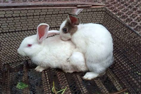 Rabbits Mating 101 A Comprehensive Guide