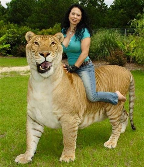 The Liger Hybrid Cross Male Lion And A Tigeress Giant Animals Big