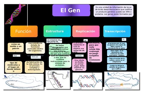 El Gen Mapa Conceptual Resumen Sobre El Gen Biolog A Ucv Studocu