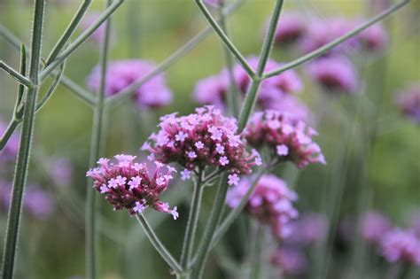 Verbena Bonariensis Roger Platts Garden Design And Nurseries