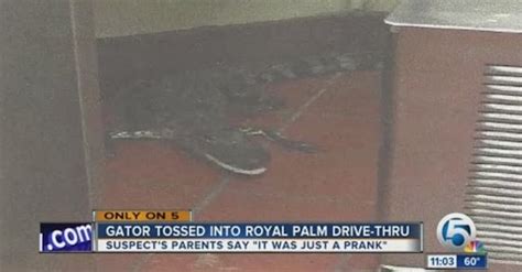 Florida Man Charged With Throwing Alligator Into Wendys Drive Thru