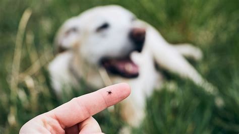 When Temperatures Soar Dog Ticks Turn To Human Flesh Grist