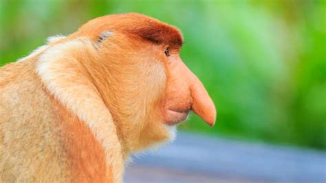 Why Does This Monkey Have Such A Giant Nose As Usual Its All About