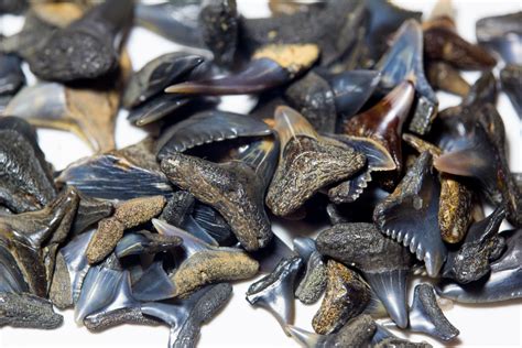 How To Find Shark Teeth In Folly Beach Sc Beach Home Properties And