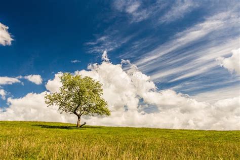 Lonely Tree Stock Image Image Of Fresh Countryside 46950505