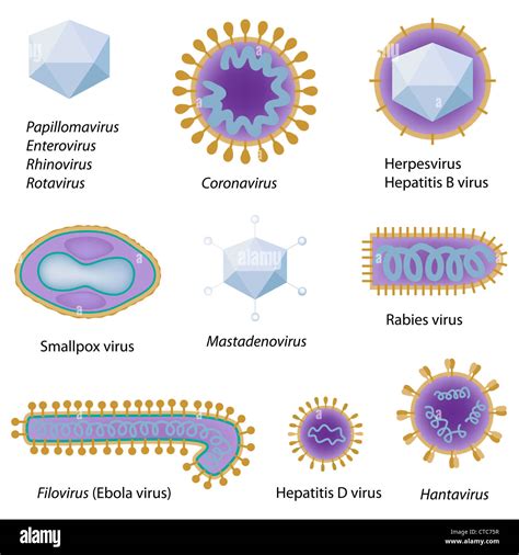 Common Respiratory Virus Cut Out Stock Images And Pictures Alamy