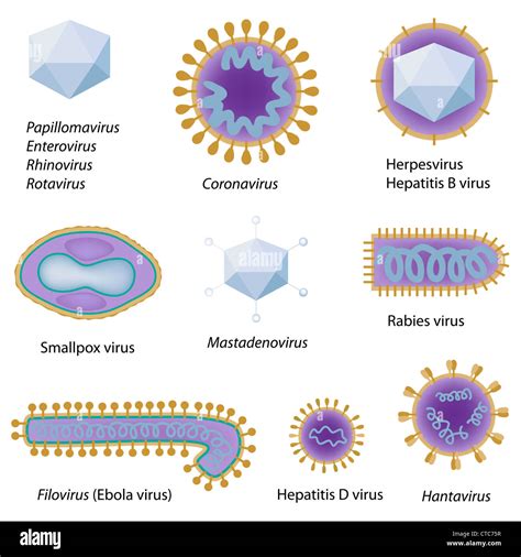 Morfología De Los Virus Comunes Fotografía De Stock Alamy Free