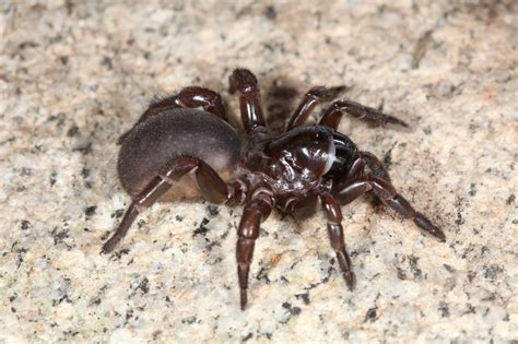 Trapdoor Spiders Disappearing From Australian Landscape Research