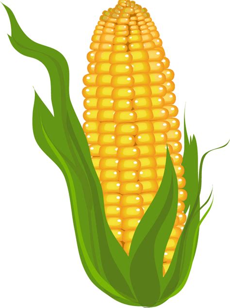 Ear Of Corn Clipart Free Download On Clipartmag