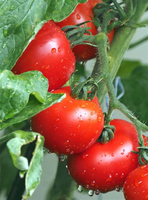 Growing Tomatoes Photos