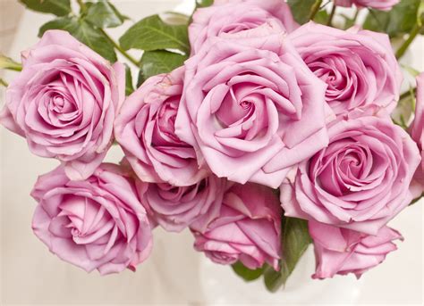 Free Images Petal Pink Rose Floristry Pink Flower Flowering Plant