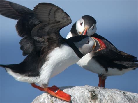 Watch Maines Magical Puffins Live Birds And Blooms