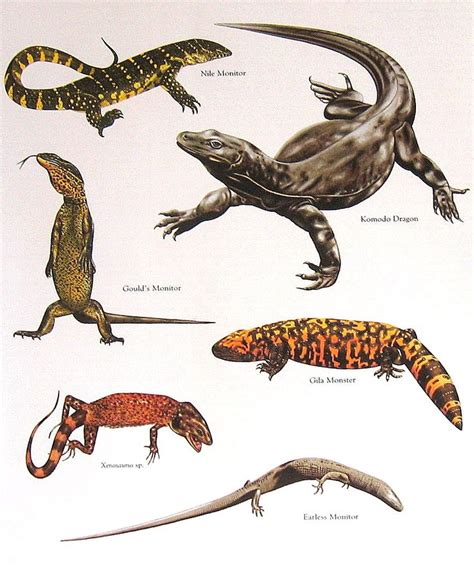 Difference between salamander and lizard. Пин на доске 170_FAUNA: GENERAL
