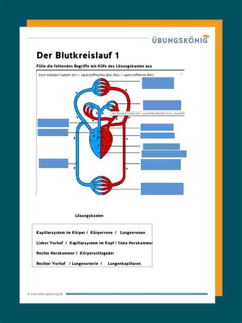 Herz 2 als pdf ausdrucken. Blutkreislauf und Herz in 2020 | Blutkreislauf, Kreislauf ...