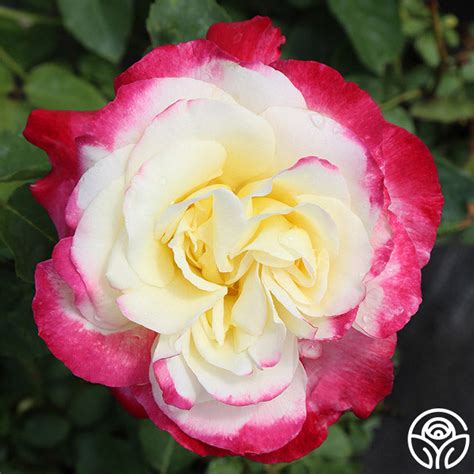 Double Delight Rose Hybrid Tea Exceptionally Fragrant Heirloom Roses