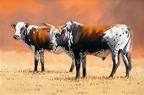 Nguni Cattle Pictures Explore The Beauty Of Nguni Cows