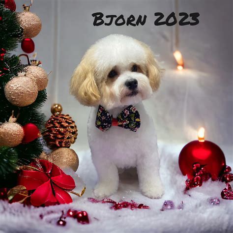 Paws-itively Purr-fect Pet Salon | Buckeye AZ