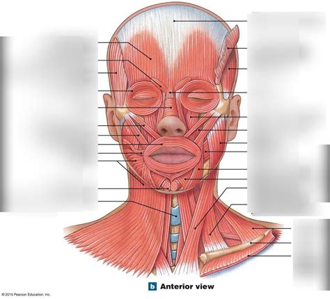 Muscles Face And Neck Diagram Quizlet