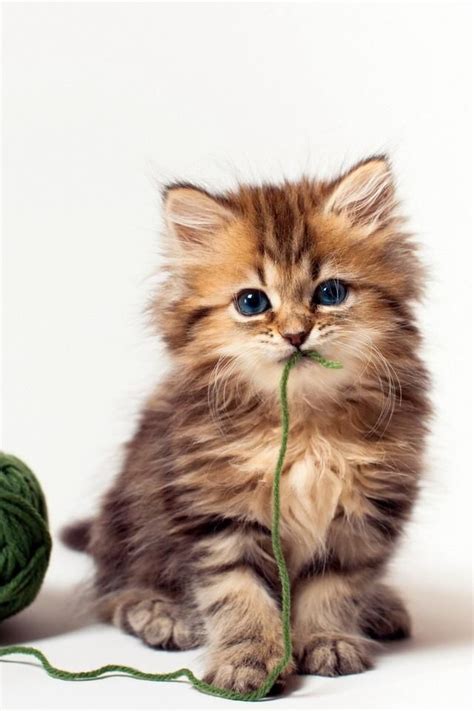 The 25 Best Fluffy Kittens Ideas On Pinterest Adorable
