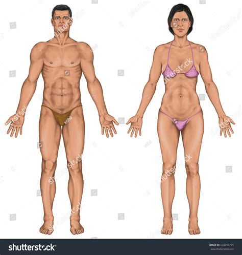Male Female Anatomical Body Surface Anatomy Stok İllüstrasyon 224297755